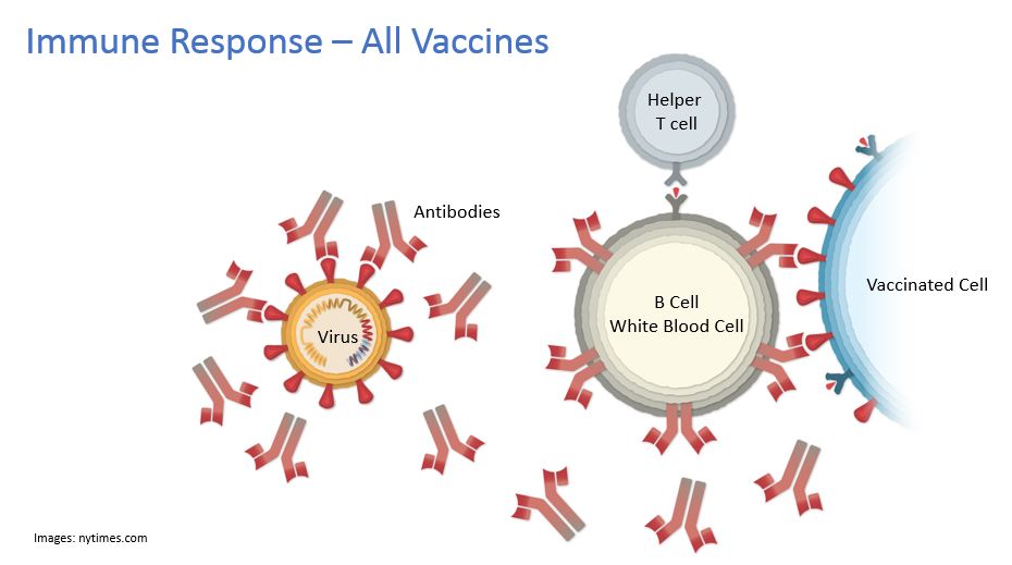 Diagram of the immune response shared across all vaccine types: antibodies, B cells and helper T cells responding to a vaccinated cell
