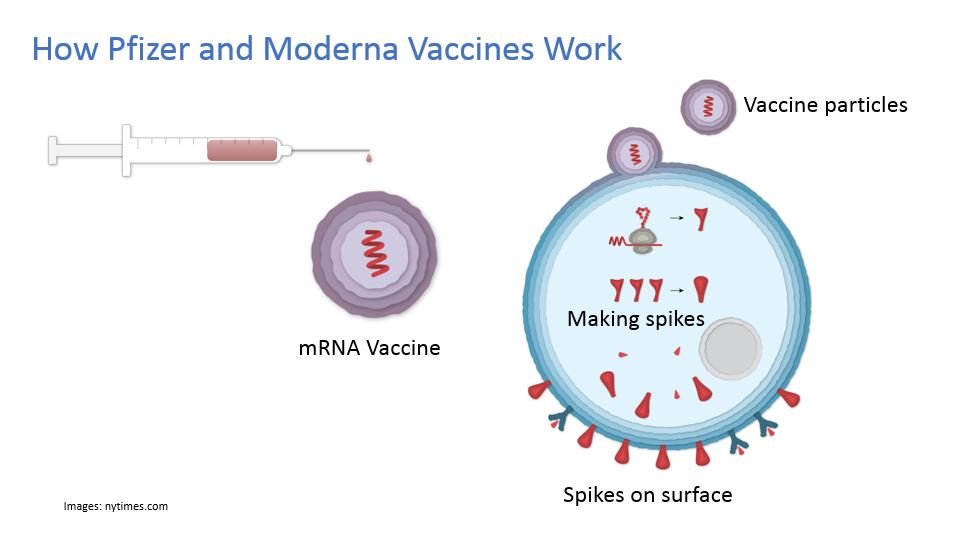 Pfizer and Moderna vaccine vials